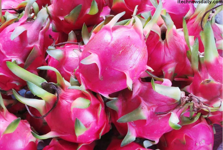 Unlocking the Secrets: When is Dragon Fruit in Season